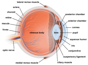 anatomy-of-the-eye