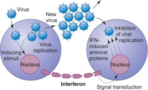 interferon