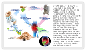 animal stem cells